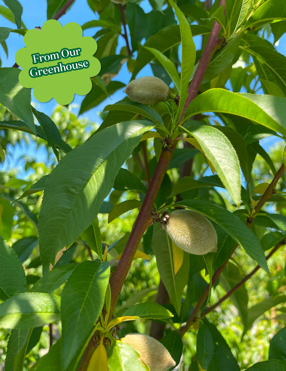 Elberta Peach Tree