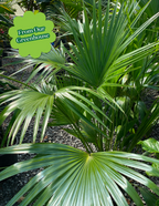 Fan Palm