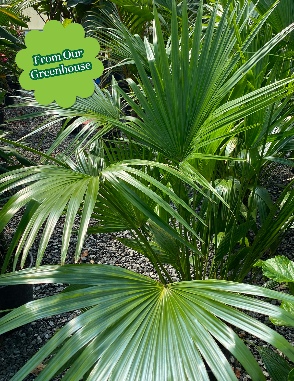Fan Palm