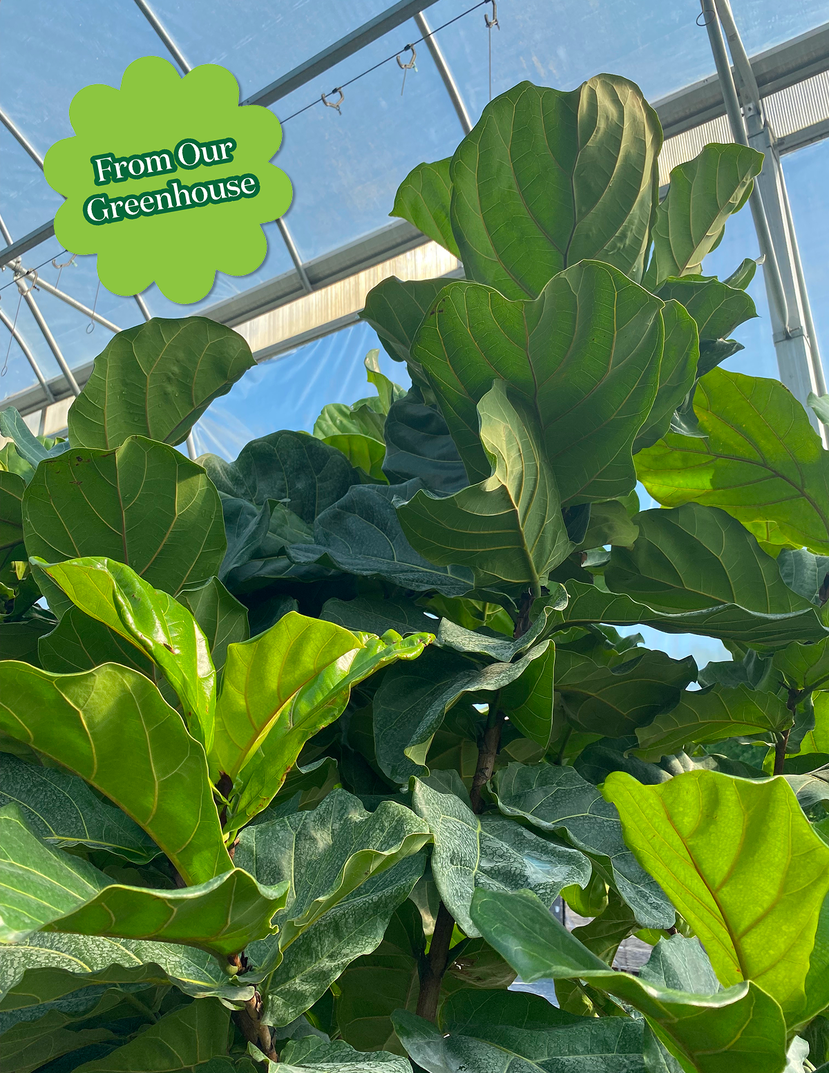 Fiddle Leaf Fig