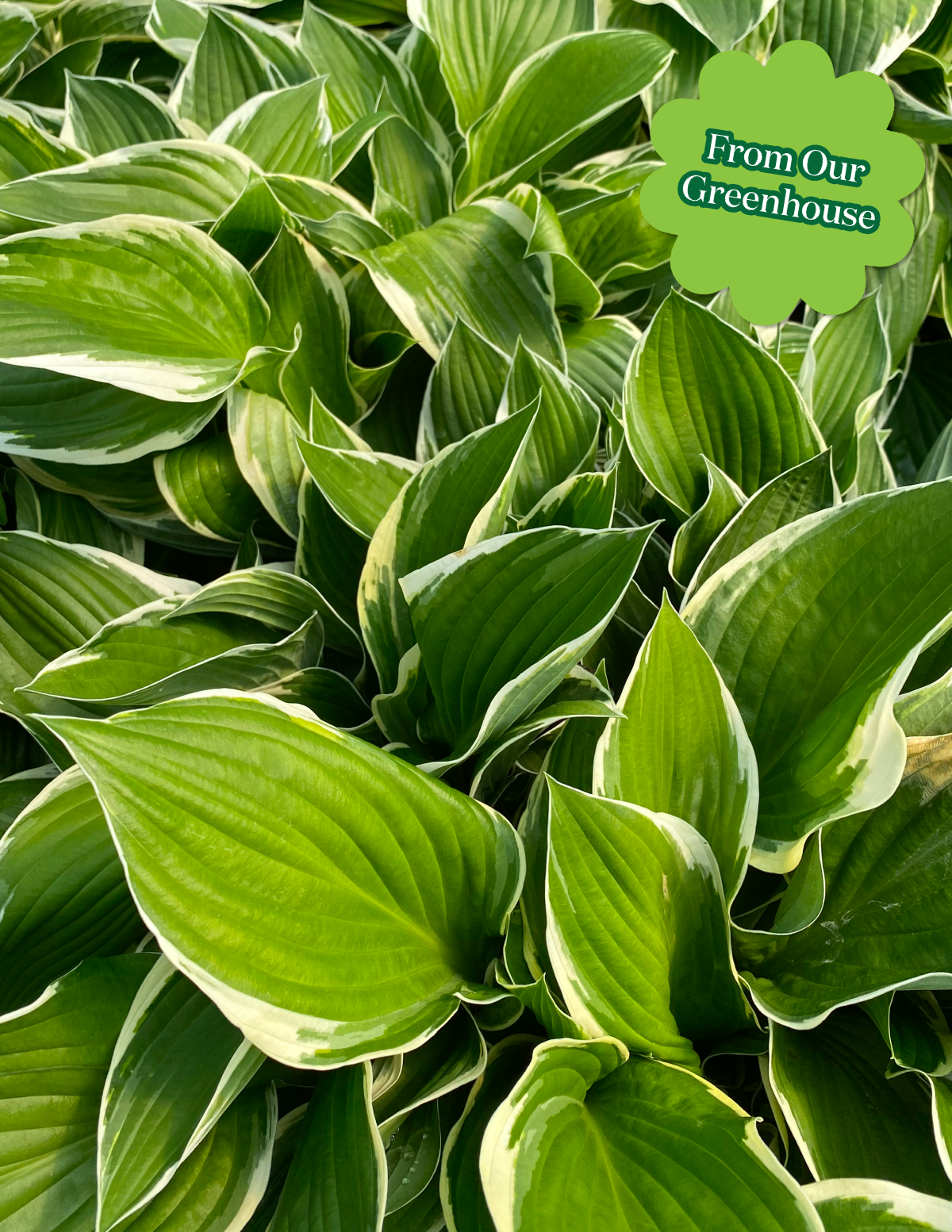 Francee Hosta