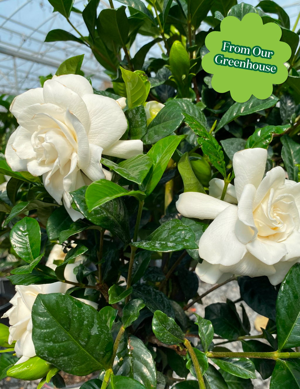 Large Braided Gardenia