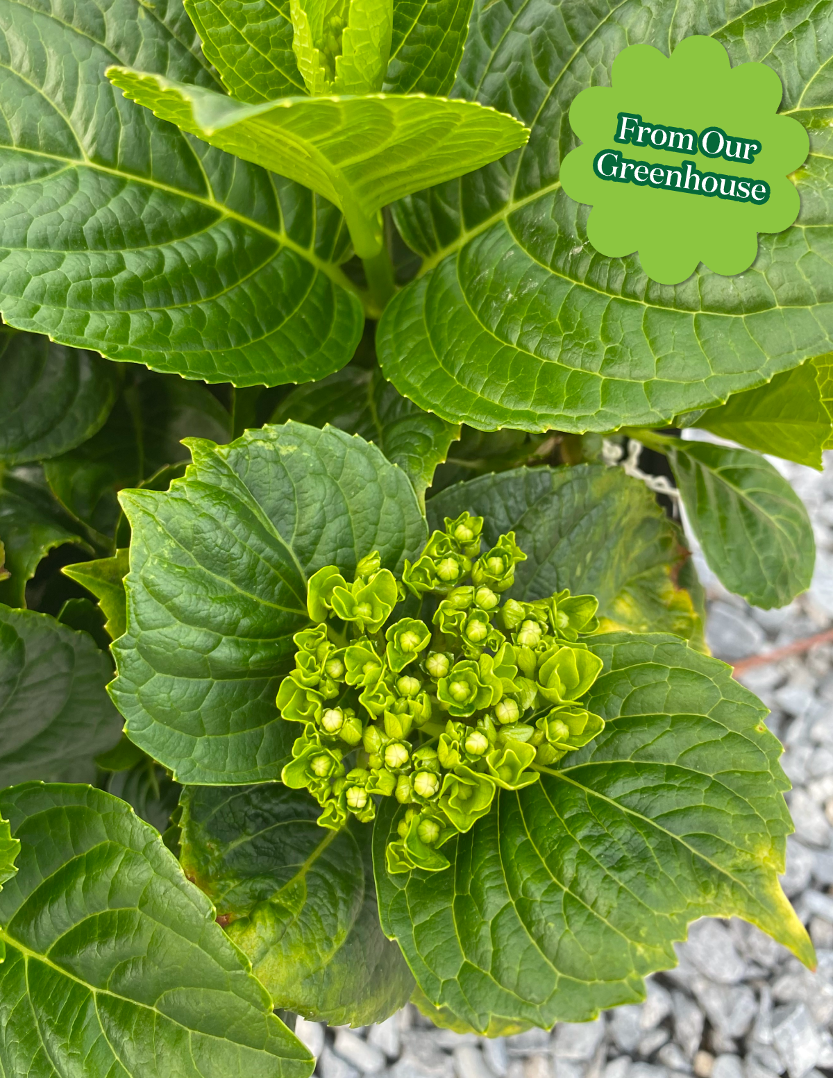 Endless Summer Hydrangea with Planter | 3 Gallon | Mexia