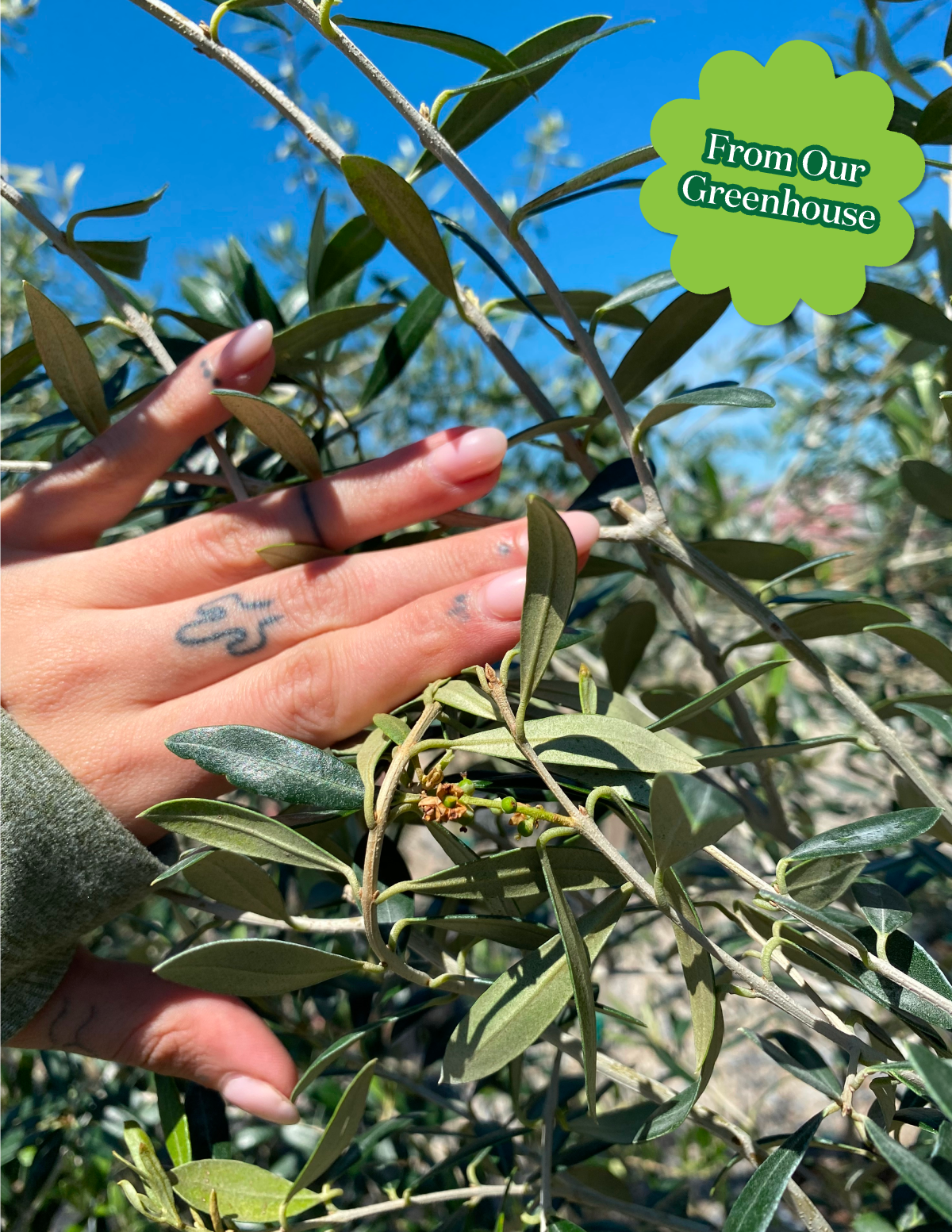 Olive Tree