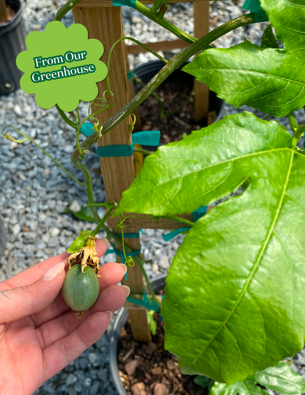Passion Fruit Vine
