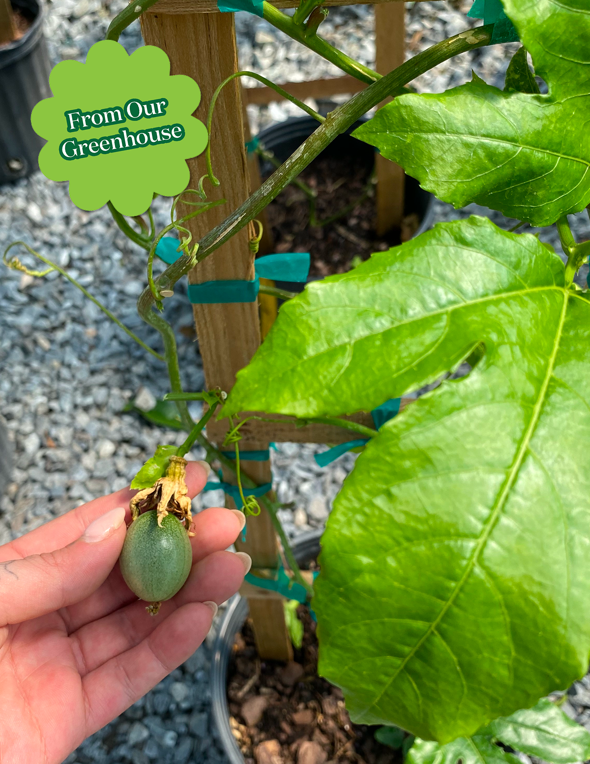 Passion Fruit Vine