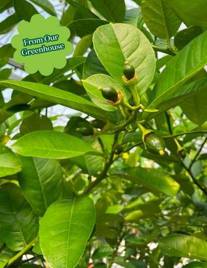 Ponderosa Lemon Tree