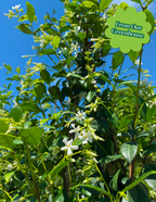 Star Jasmine