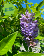 Amethyst Falls Wisteria
