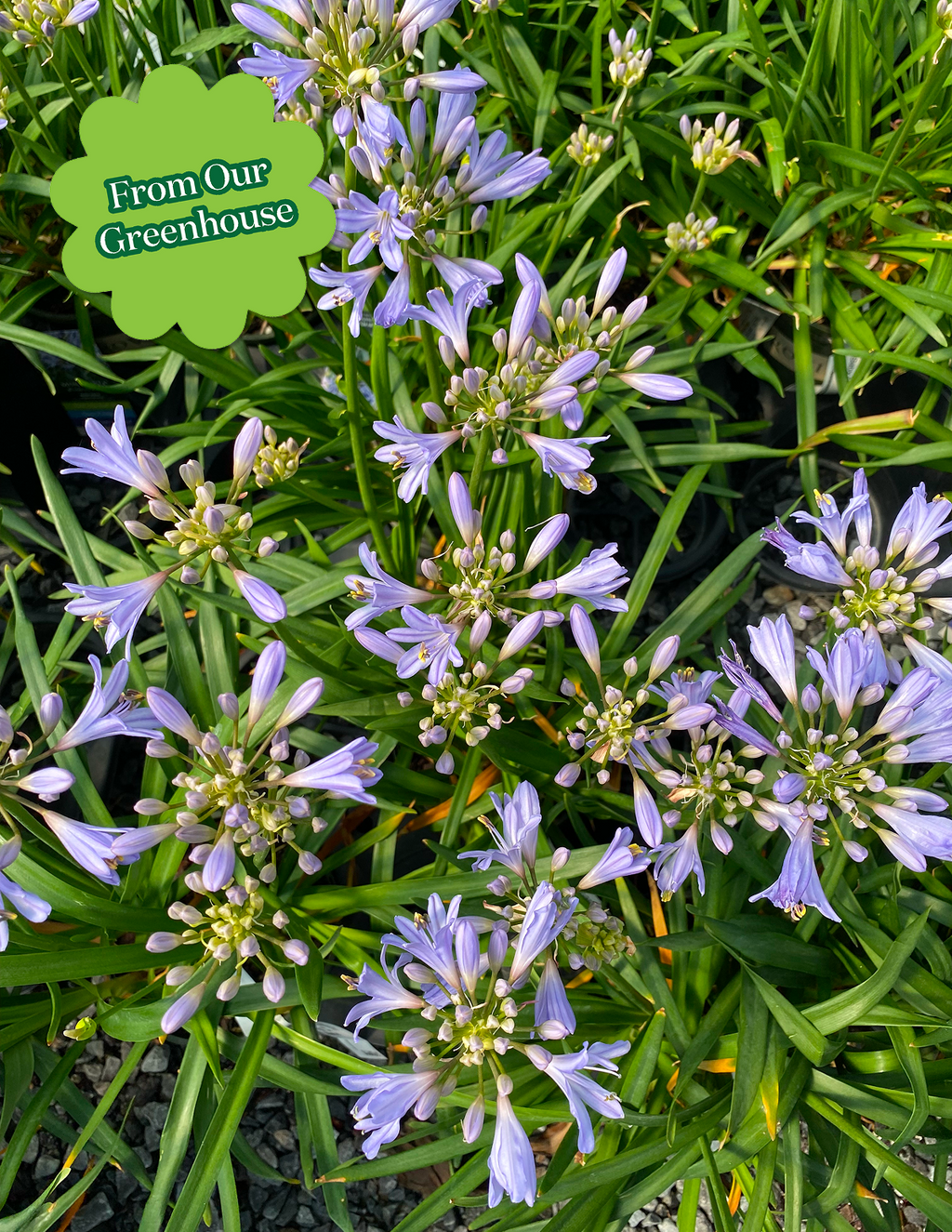 Baby Pete™ Agapanthus