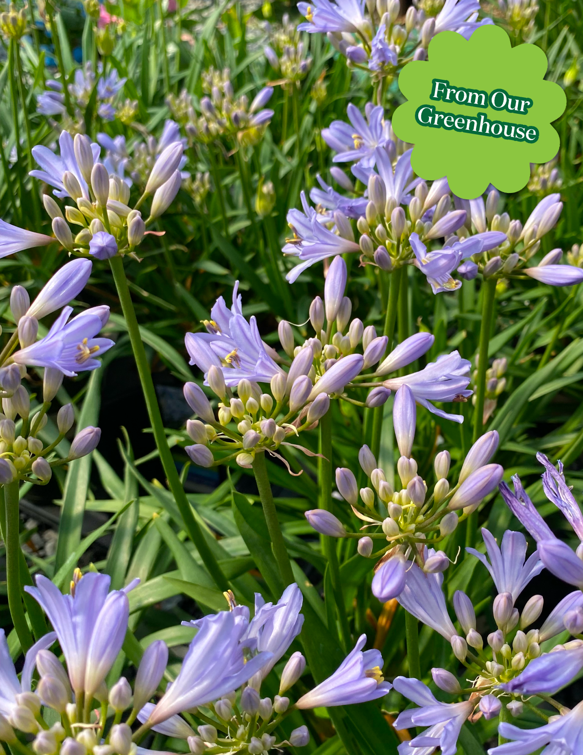 The Sill Baby Pete Agapanthus - Thumbnail 3