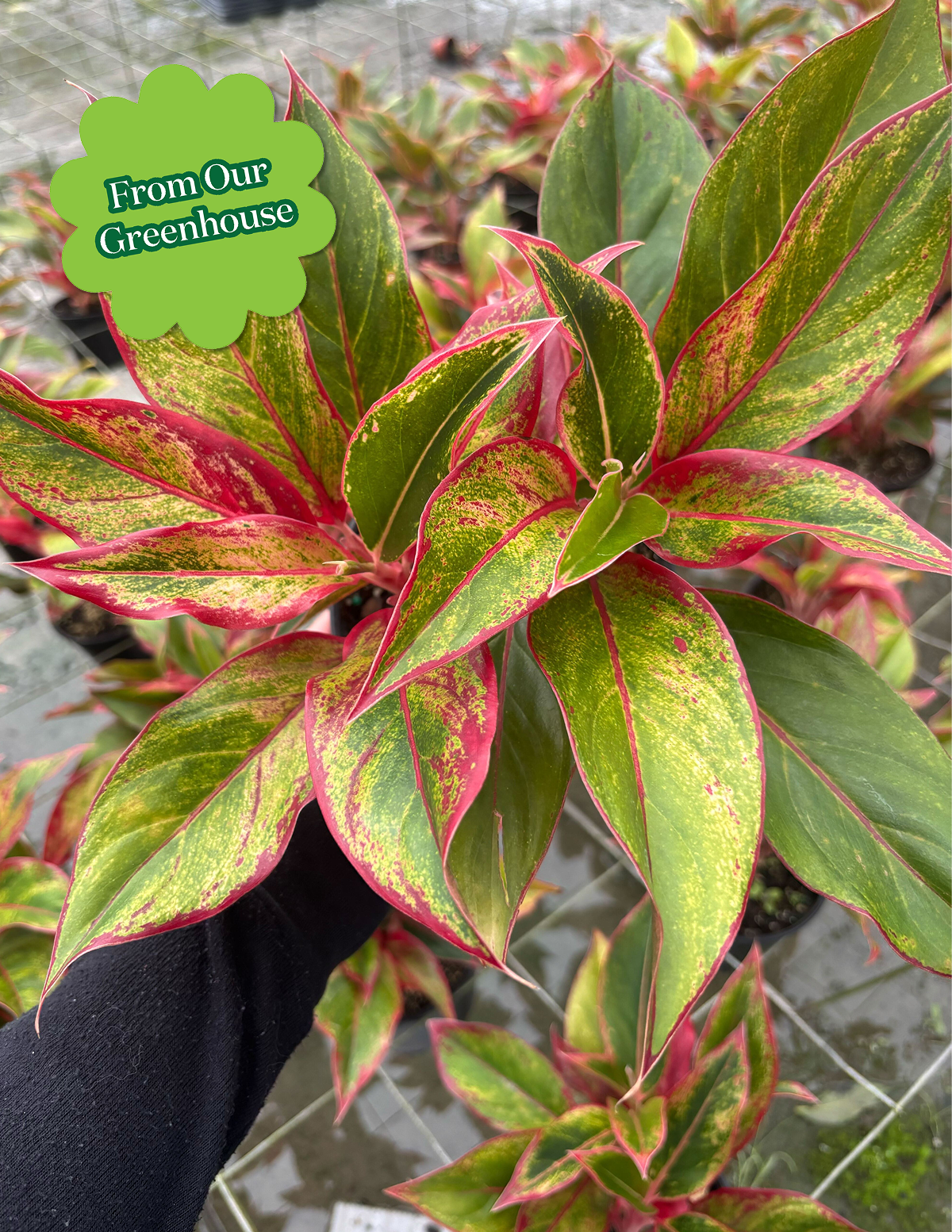 Aglaonema Siam
