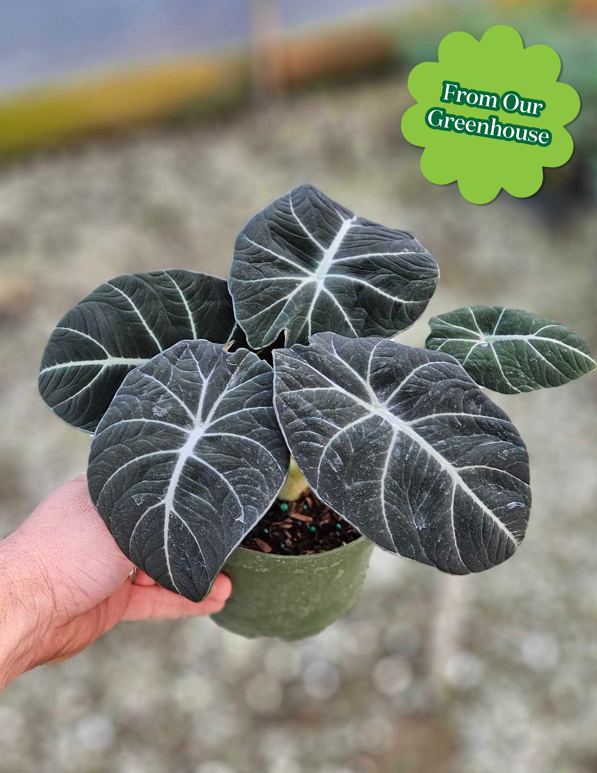 Alocasia Black Velvet
