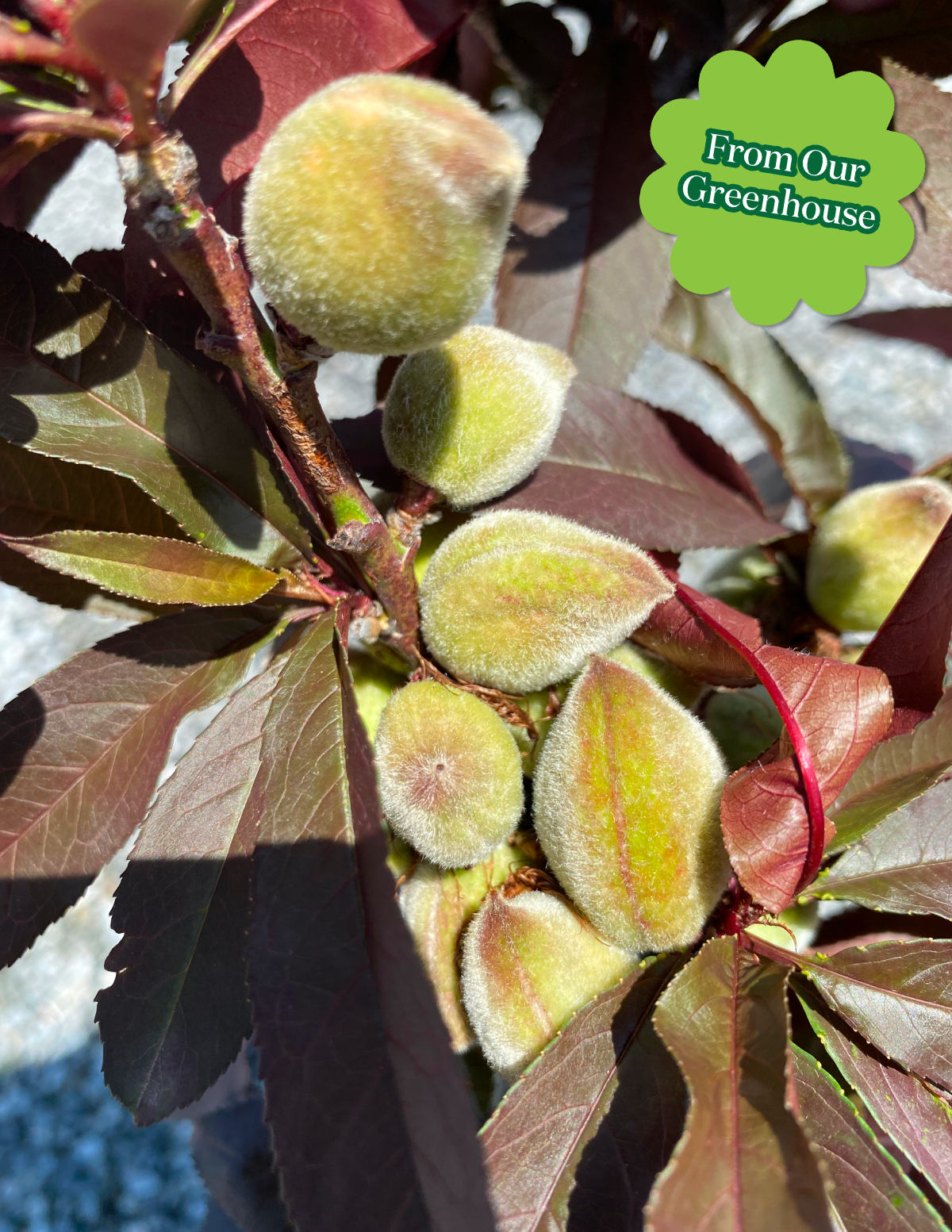 Patio Peach Tree Bundle