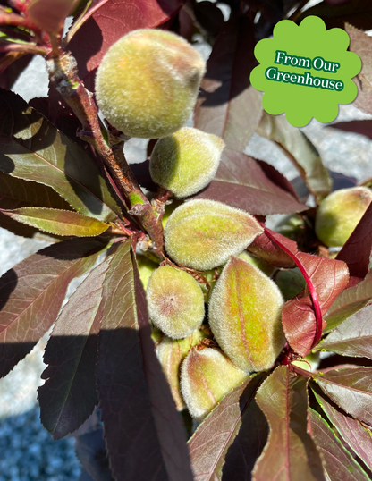 Bonfire Patio Peach Plant