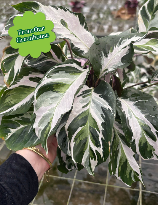 Calathea White Fusion
