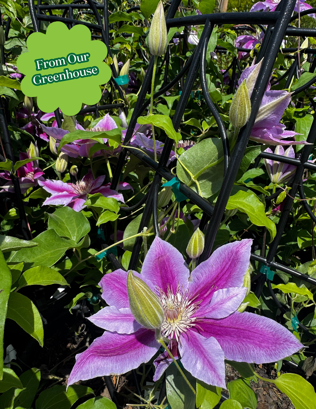 Dr. Ruppel Clematis