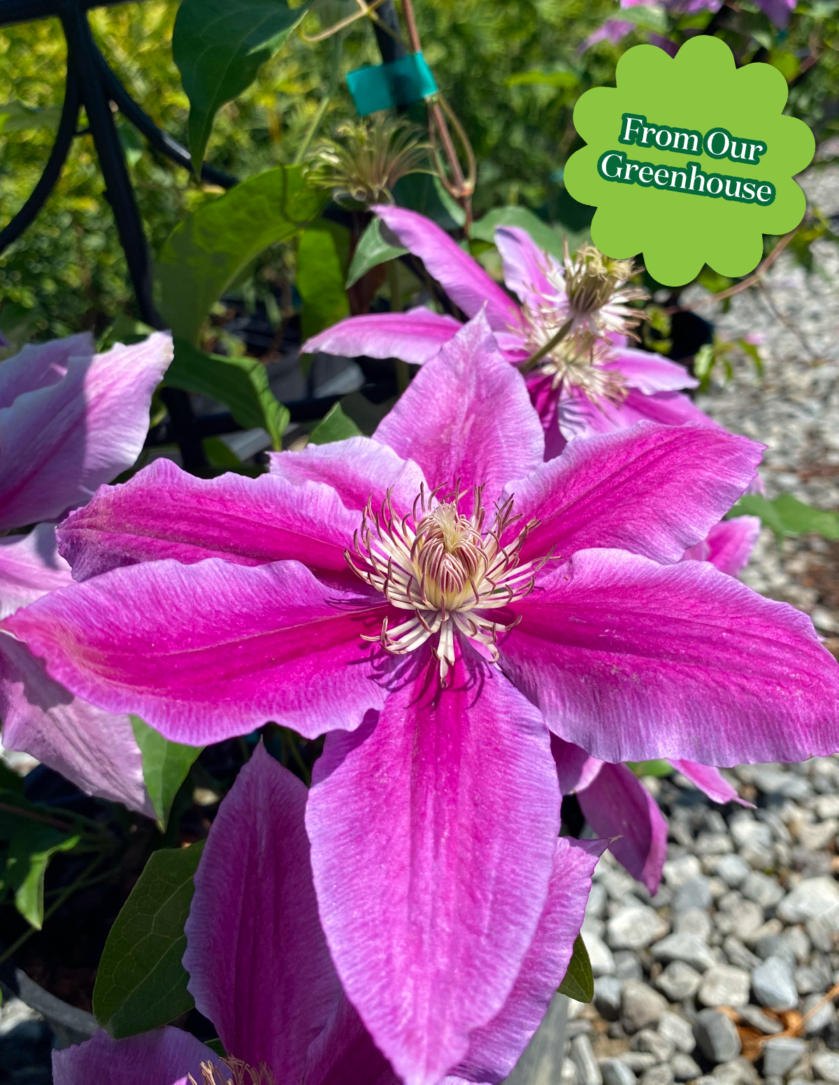 Dr. Ruppel Clematis