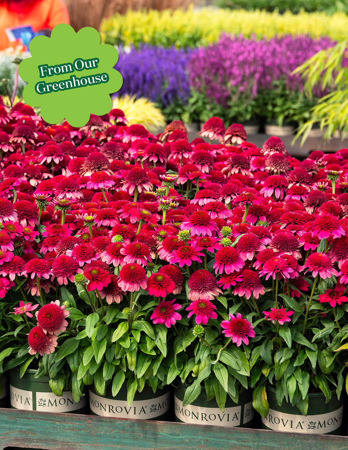 Double Scoop™ Watermelon Deluxe Coneflower