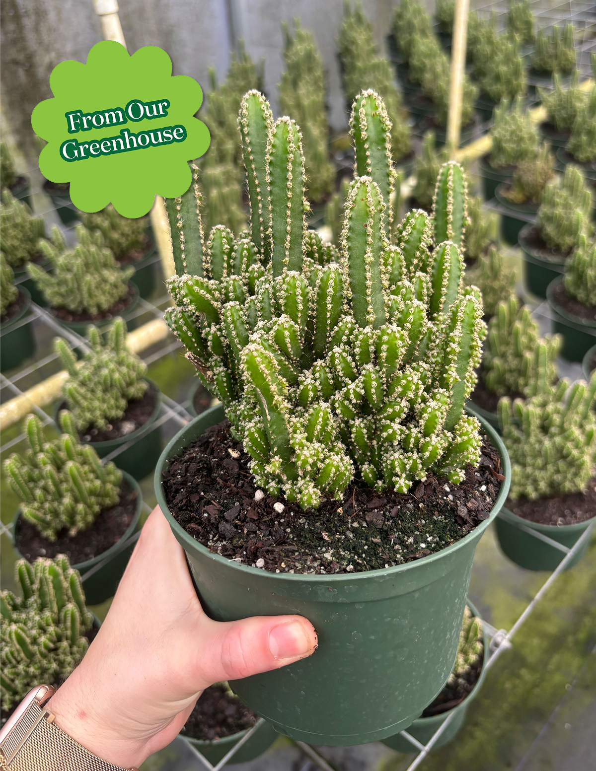 fairy castle succulent Fairy Castle Cactus | Houseplants for Delivery