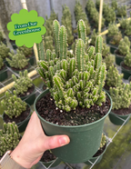 Fairy Castle Cactus