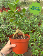 Bonsai Ficus Ginseng