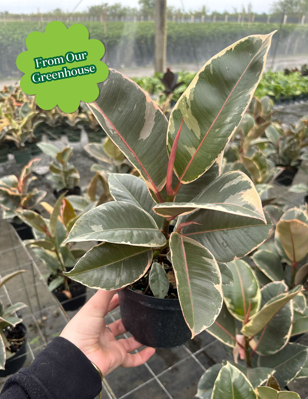 the sill faux rubber tree Ficus Tineke | Plants and Houseplants for Delivery