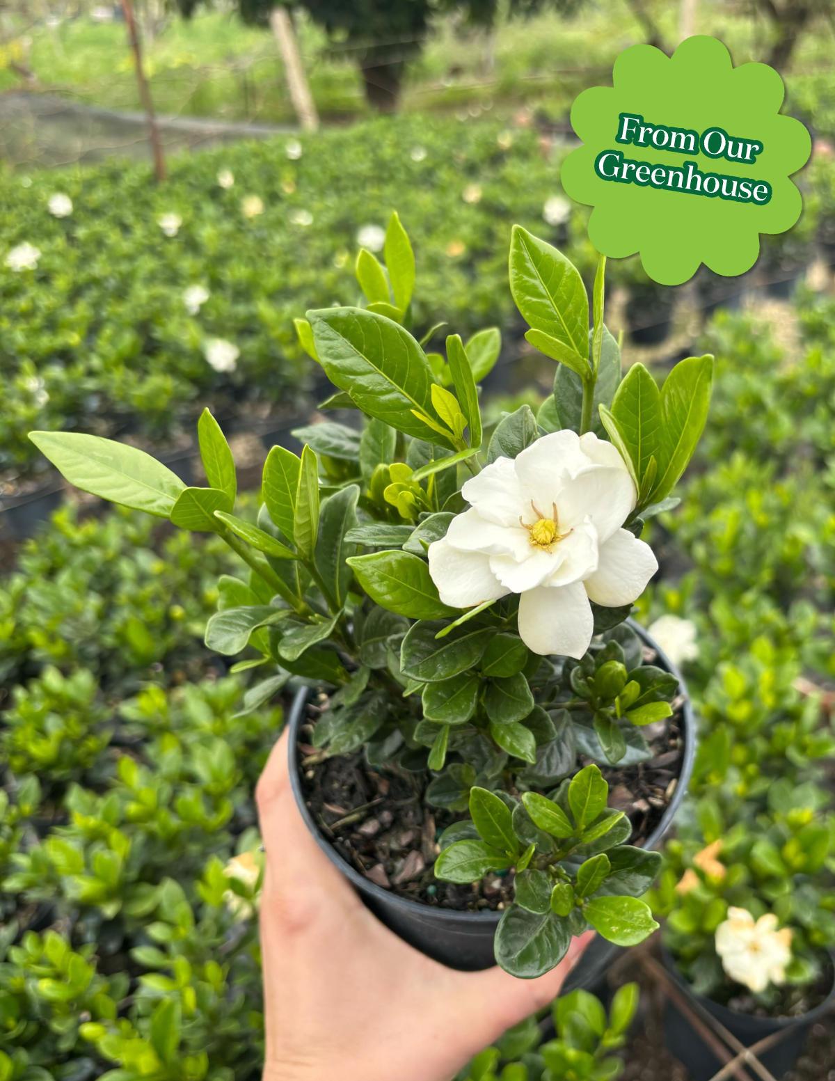 The Sill Gardenia Bush - Thumbnail 5
