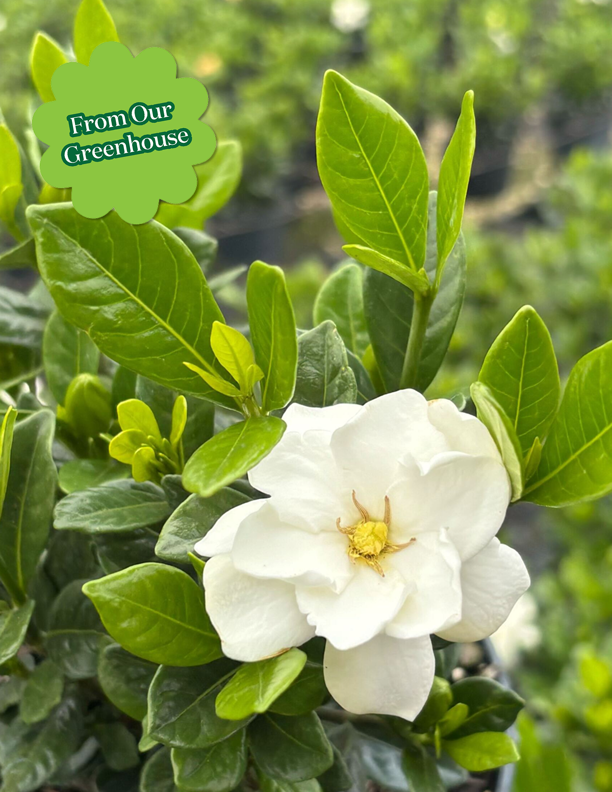 The Sill Gardenia Bush - Thumbnail 4