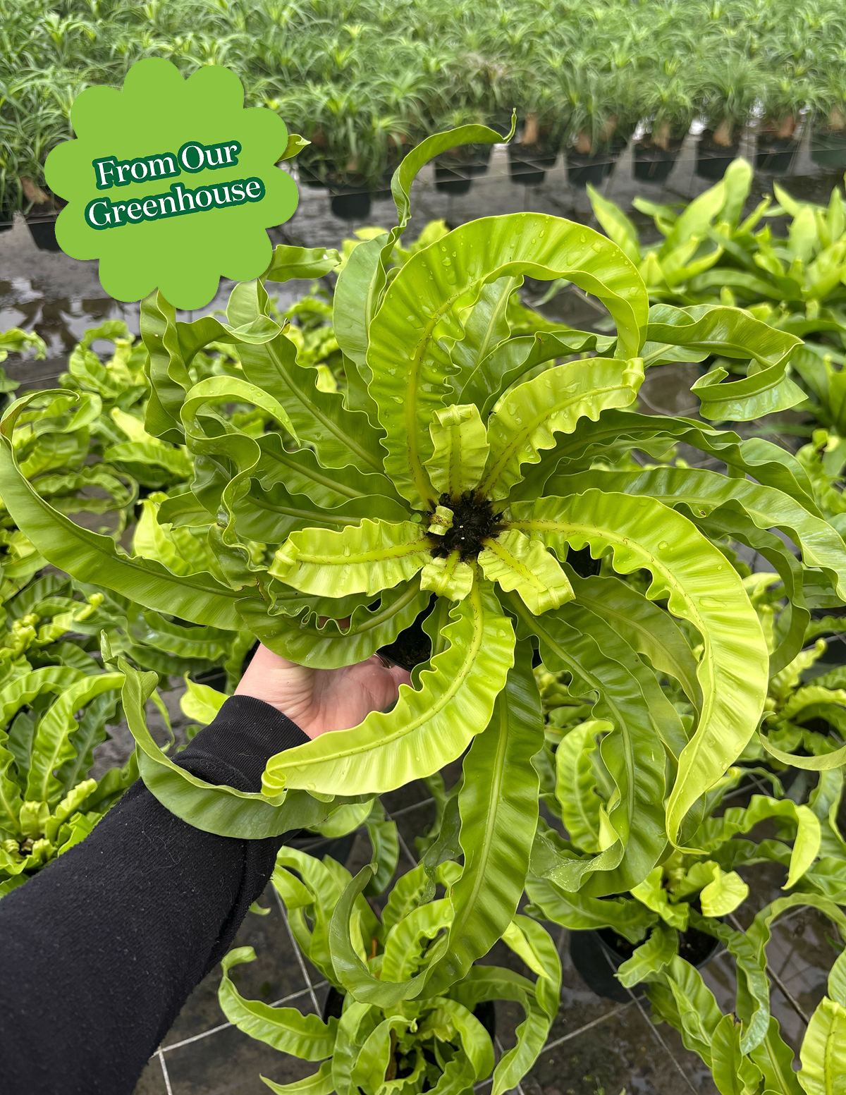 birds nest fern hurricane Hurricane Fern