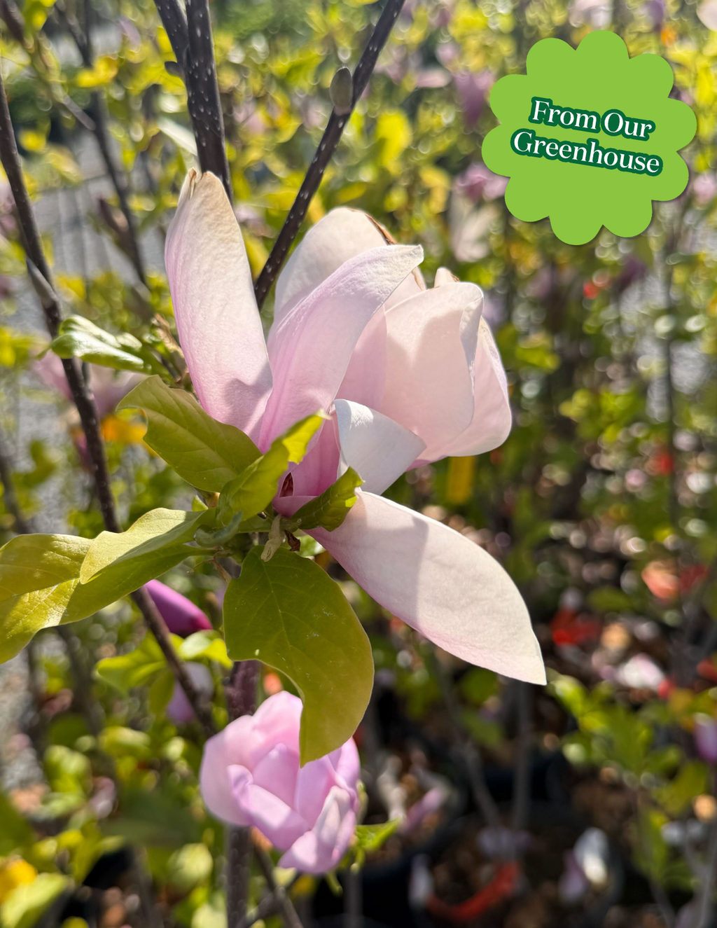 Jane Magnolia