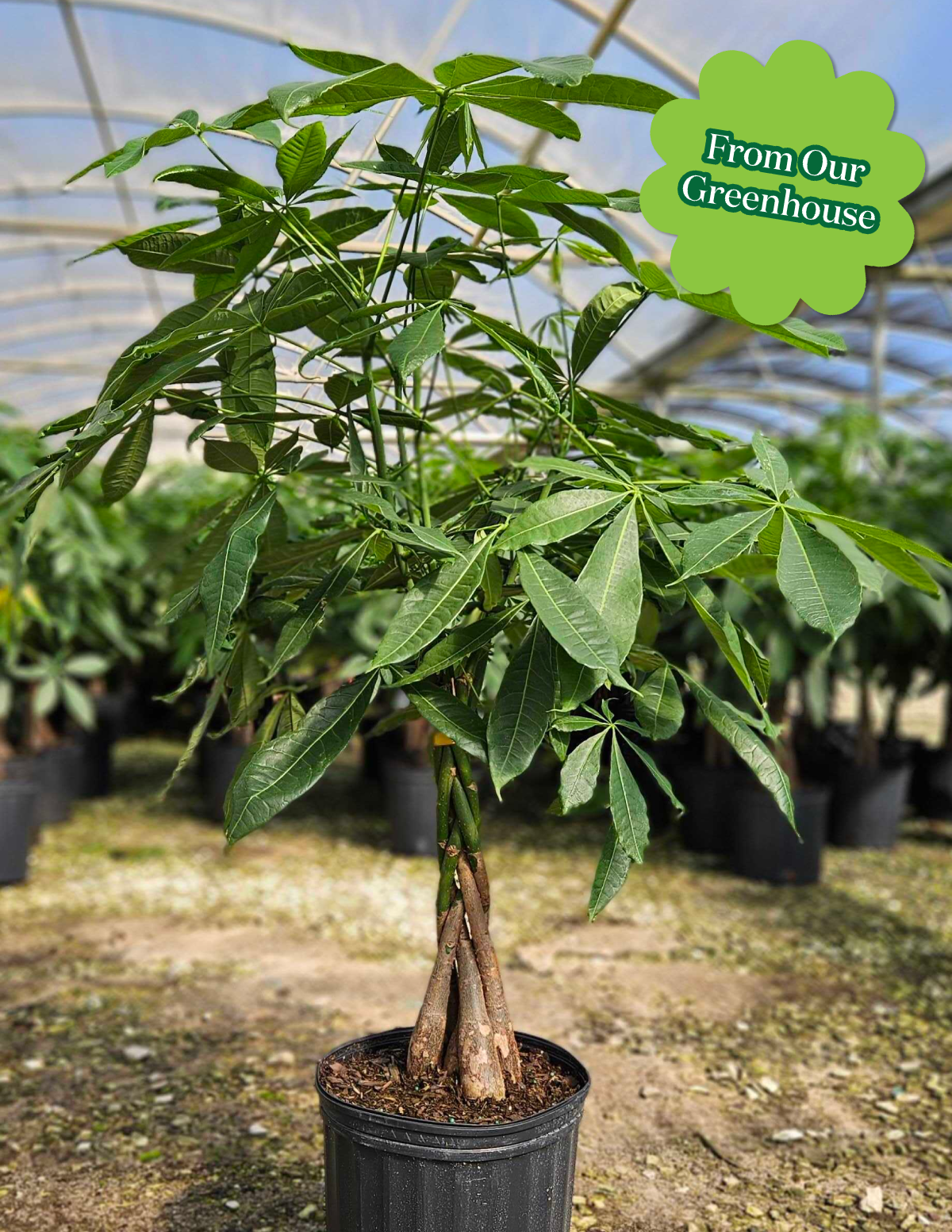 Money Tree Plant