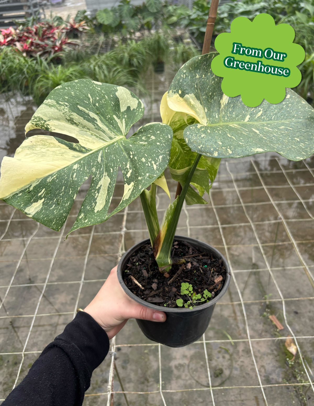 thai constellation monstera for sale near me Monstera Thai Constellation | Houseplants for Delivery