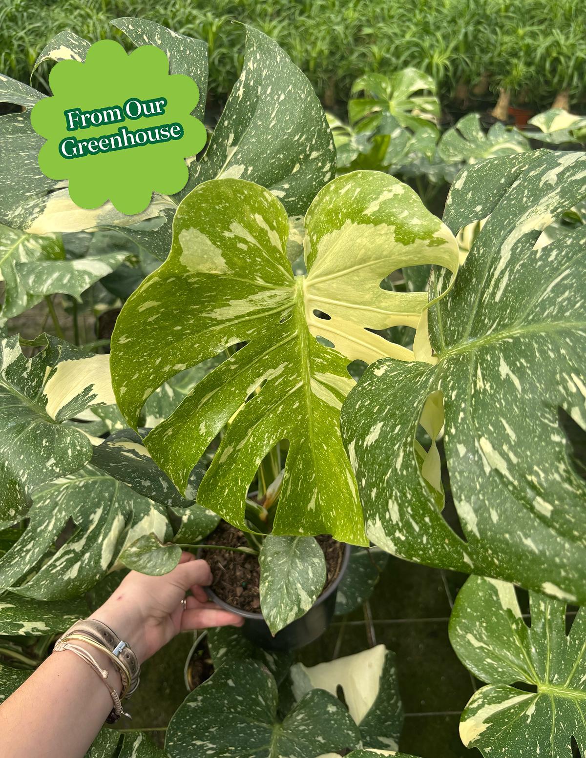 thai constellation monstera for sale near me Monstera Thai Constellation Houseplant with Planter - Large (2'-3' tall) Cement Grey Planter