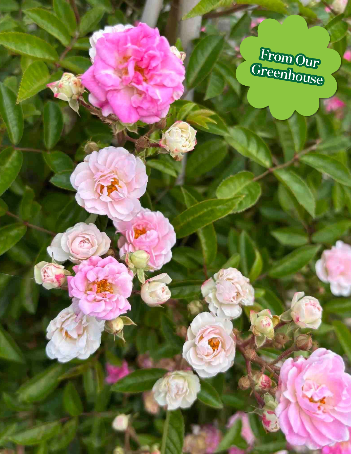 Peggy Martin Climbing Rose