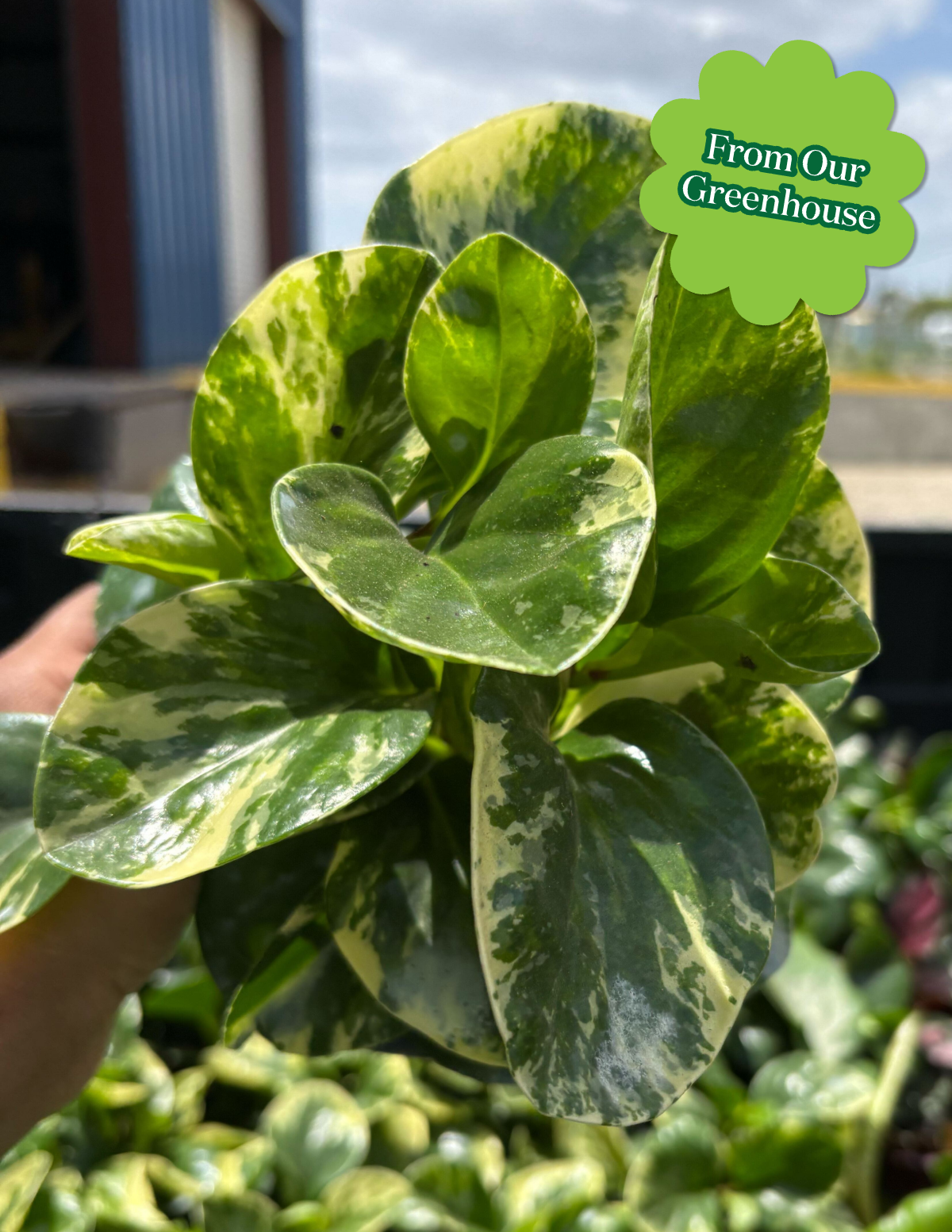 Peperomia Green Gold Houseplant with Planter - Medium (9-13