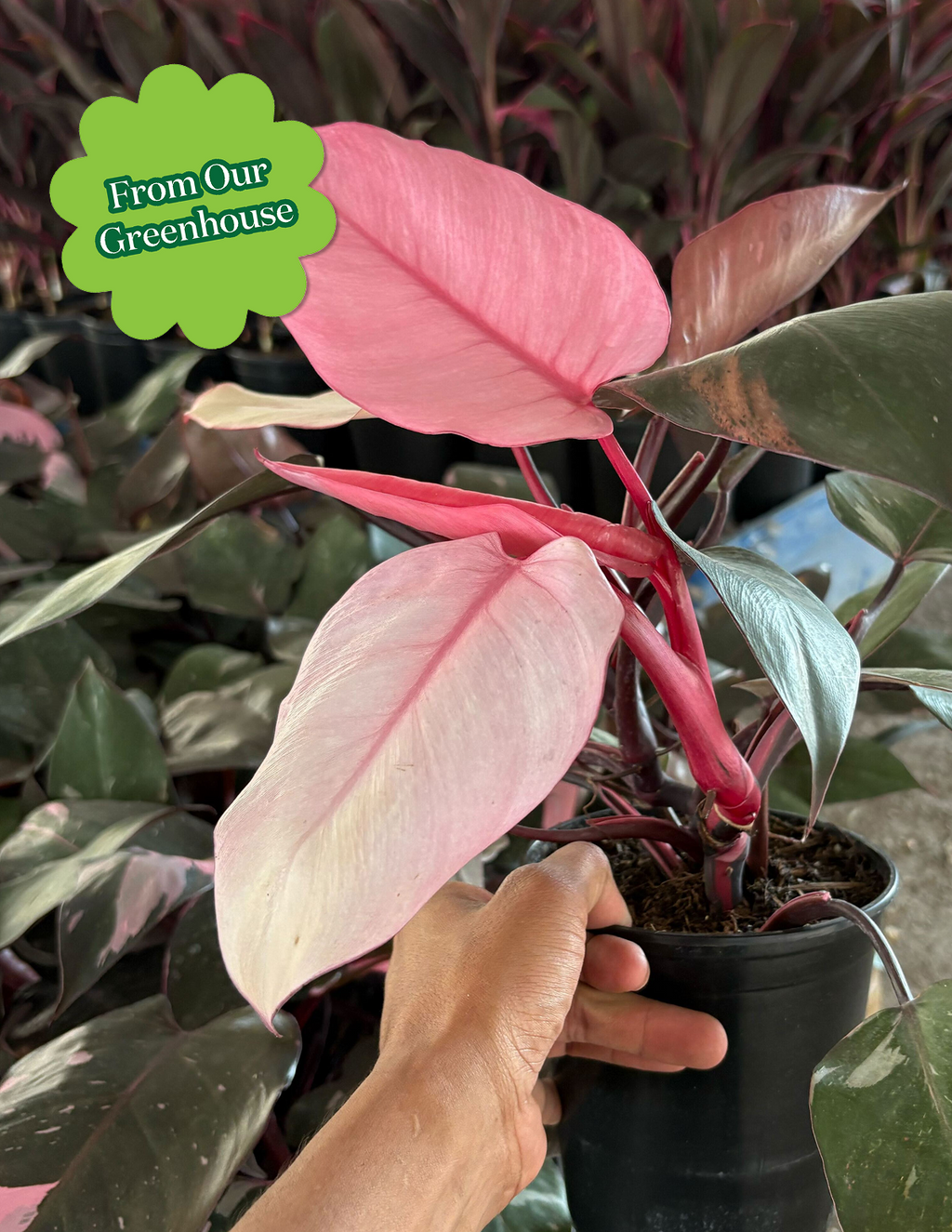 Philodendron Pink Princess