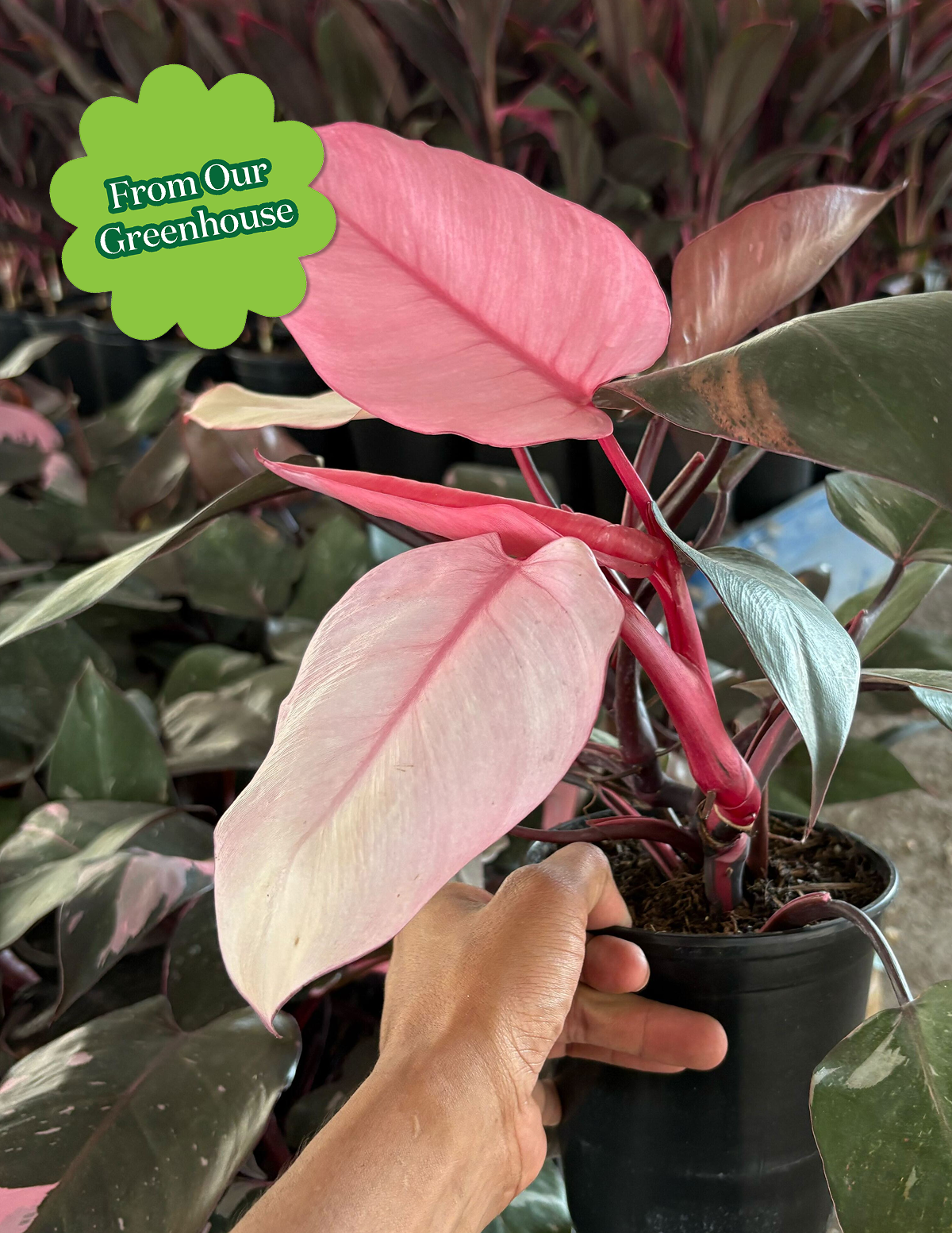 Philodendron Pink Princess