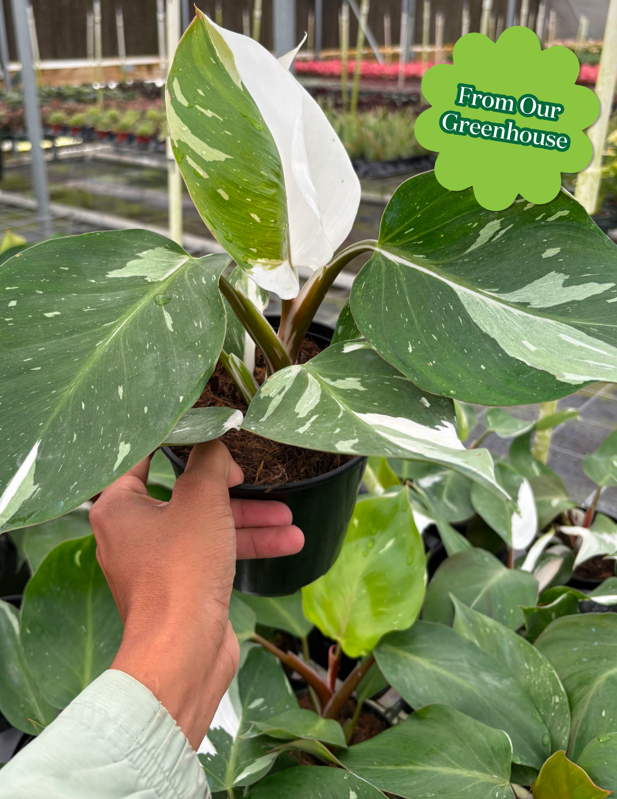 Philodendron White Knight