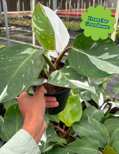 Philodendron White Knight