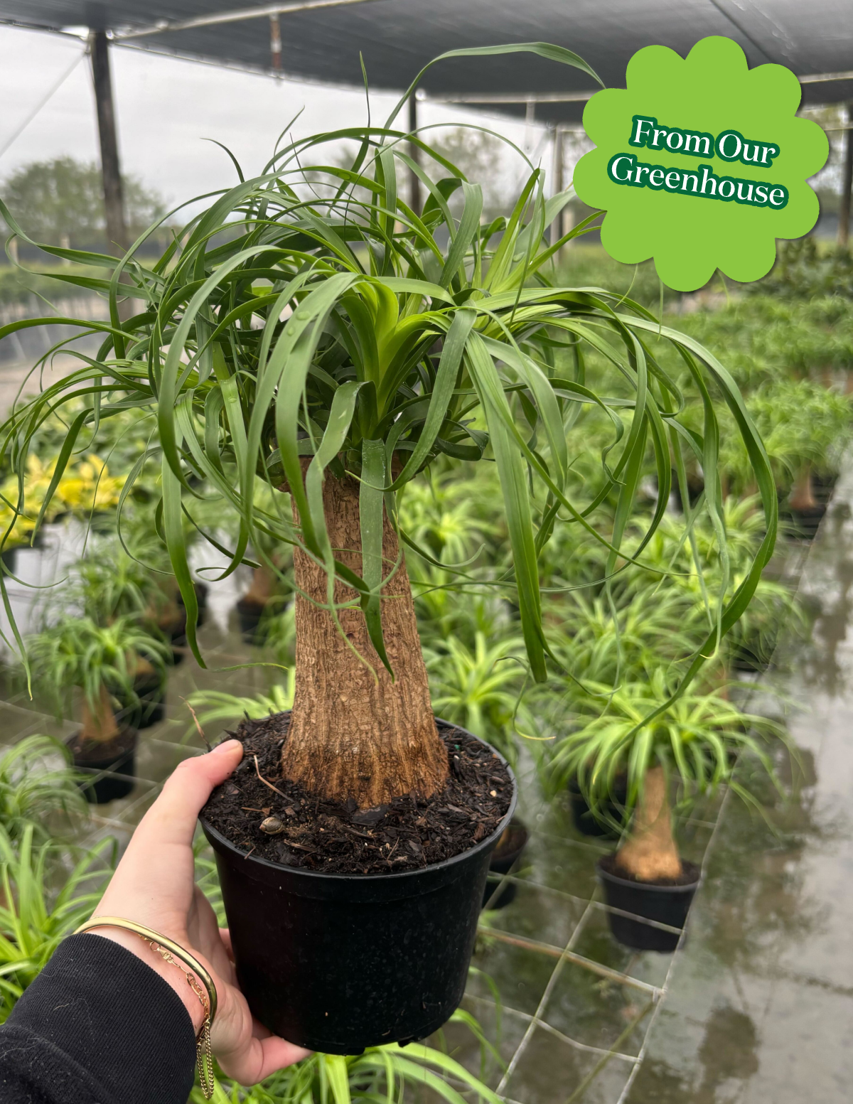 Ponytail Palm