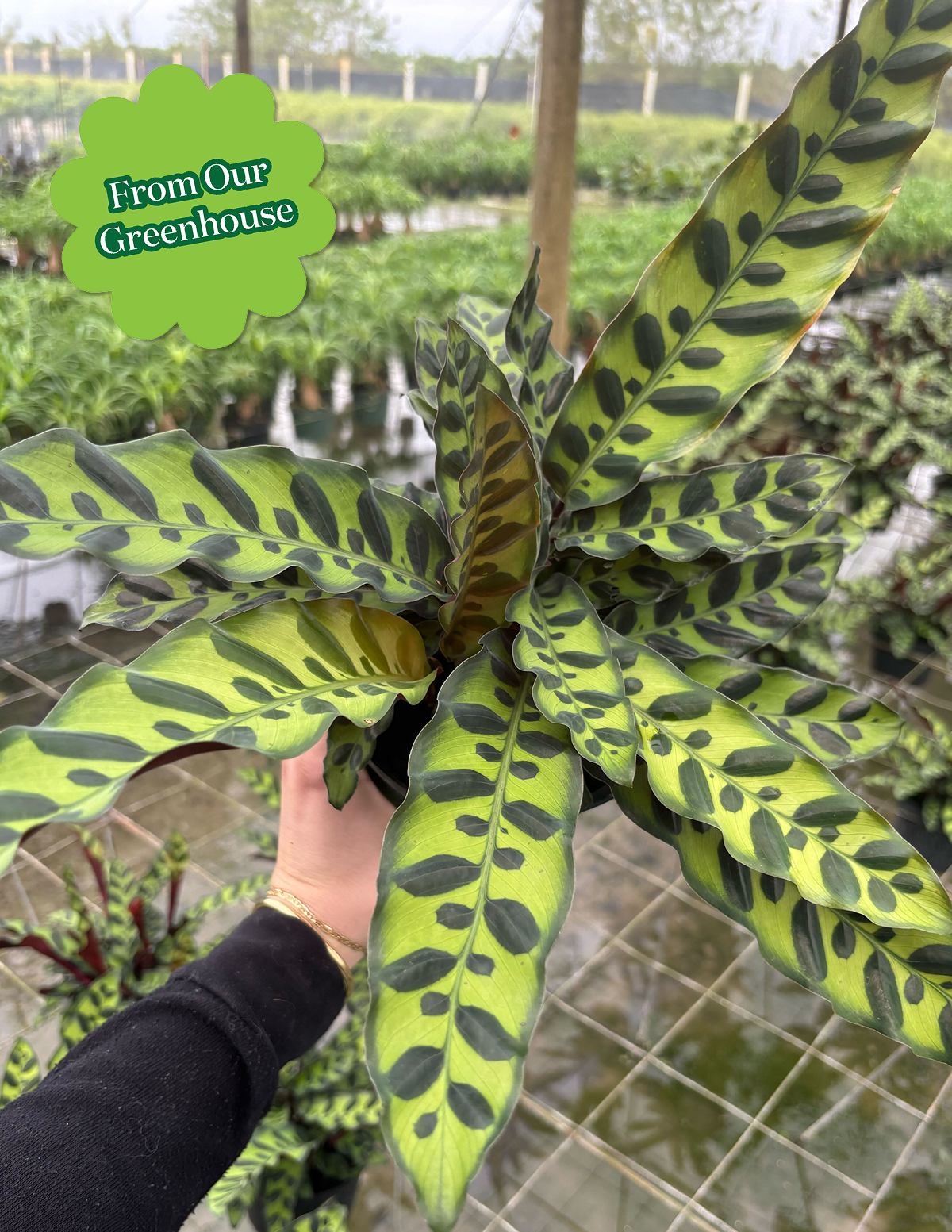 rattel snake plant Calathea Rattlesnake Prayer Plant | Houseplants Safe for Pets Delivery