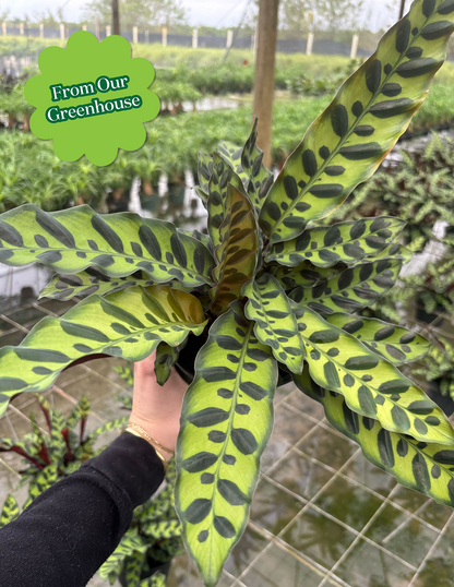 Calathea Rattlesnake