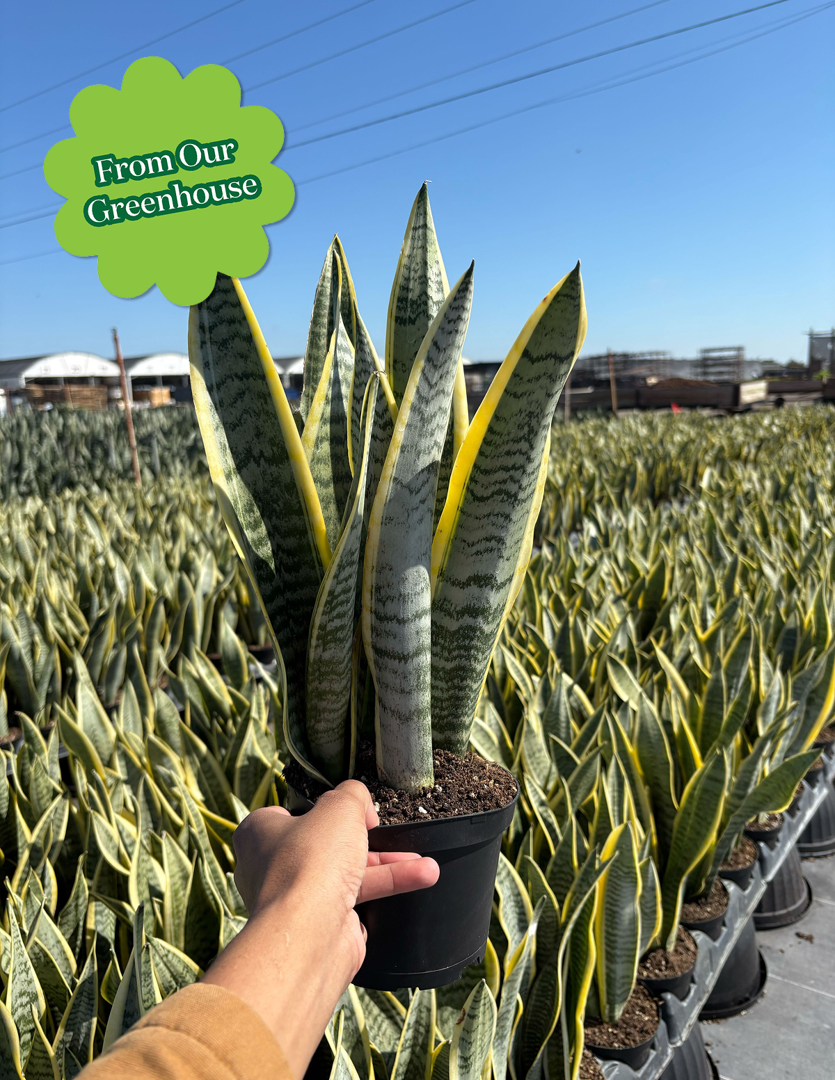 photos of snake plants Snake Plant Laurentii with Planter - Large (22-24" tall) Sand Planter