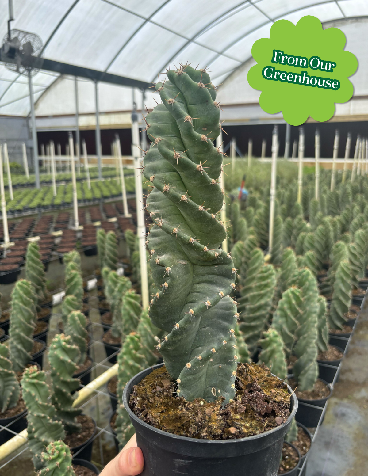 Spiral Cactus