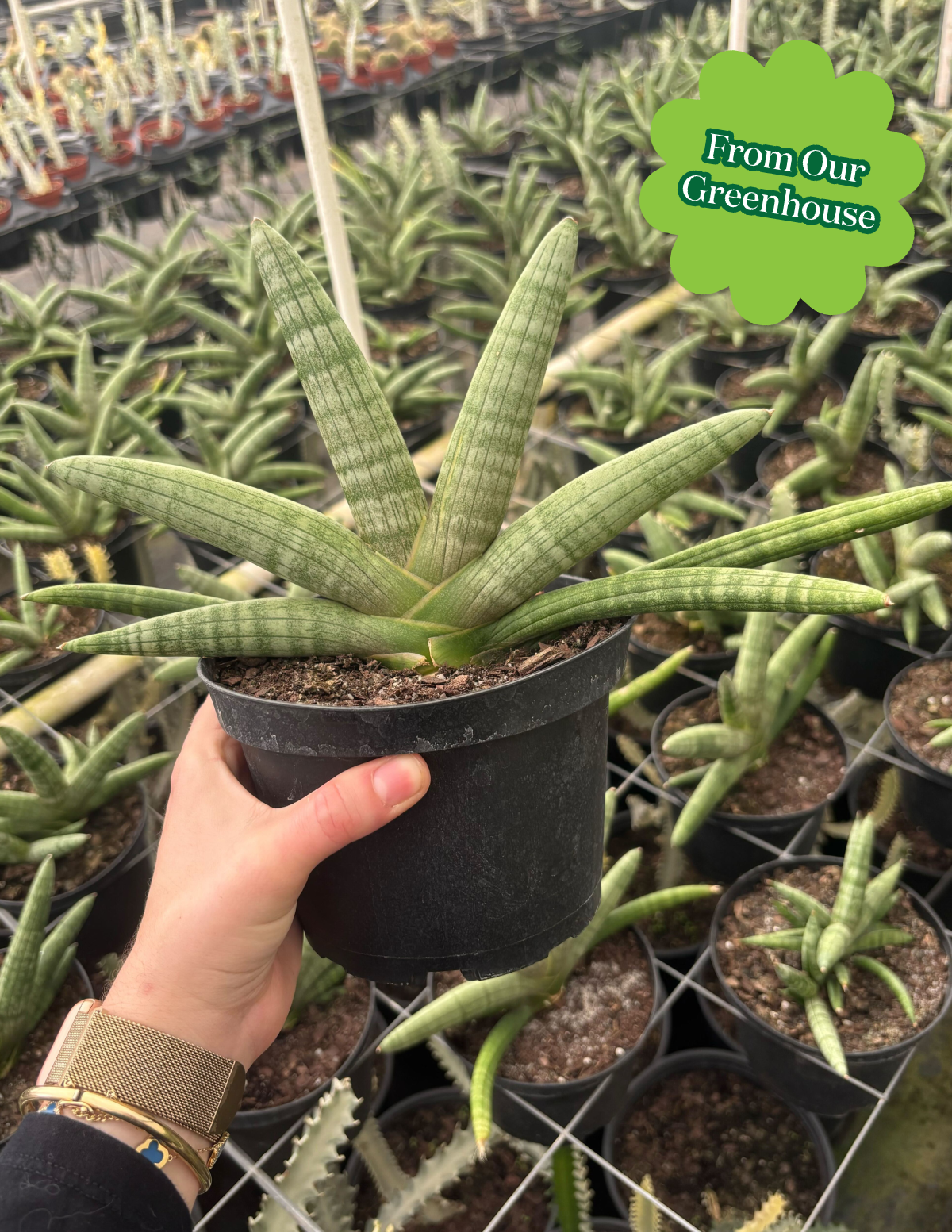 starfish snake plants Snake Plant 'Starfish' | Low Light Plants & Houseplants Delivery