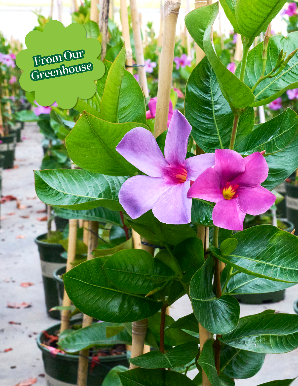 mandevilla potted plant Sun Parasol® Original XP Bluephoria™ Mandevilla