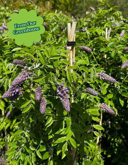 Amethyst Falls Wisteria