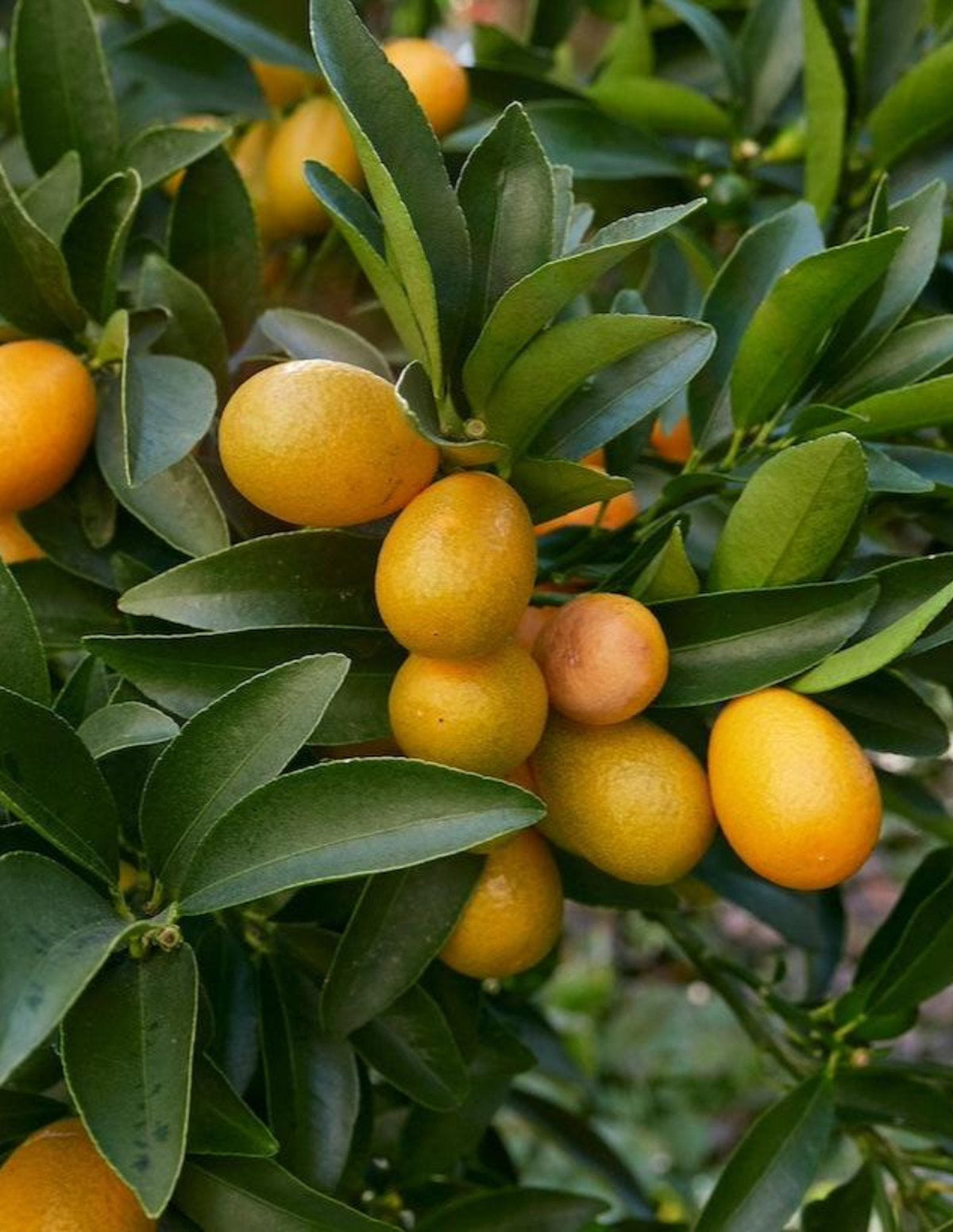 Fukushu Kumquat Tree