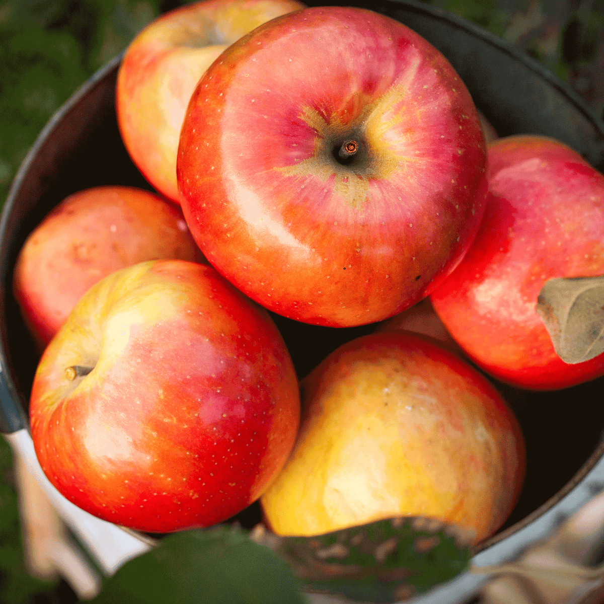 files/Gala_Apple_Tree_Basket.png